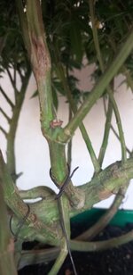 IMG-20251104-WA0015.jpg