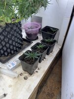IMG_1474.jpeg