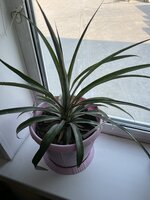 IMG_1300.jpeg