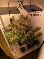 IMG_1522.jpeg