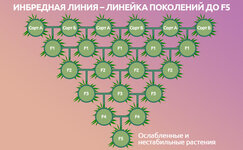 CHto-takoe-inbrednaya-liniya__kU3lDqvkM4aXUylJ.jpg CHto-takoe-inbrednaya-liniya__kU3lDqvkM4aXUylJ.jpg