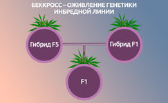 Bekkross__J4ZsOObCyAIaUhDm.jpg Bekkross__J4ZsOObCyAIaUhDm.jpg