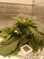 IMG_20251104_070715.jpg