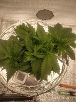 IMG_20251109_221724.jpg