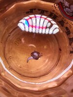 IMG_20251110_093252.jpg