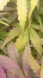 IMG_20251110_215322.jpg