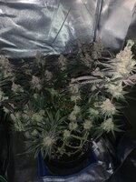 IMG_9167.jpeg