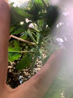 IMG_9073.jpeg