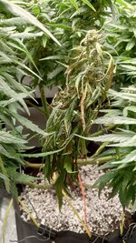 1762941026325.jpg