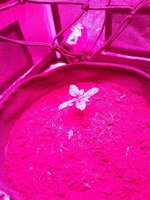 IMG_20251113_065311.jpg
