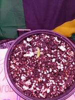 IMG_20251113_020033.jpg