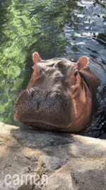 200w.gif