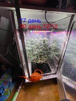 IMG_1592.jpeg