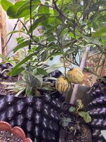 IMG_1600.jpeg