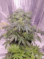 IMG_20251116_221656.jpg