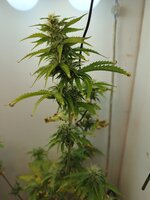 IMG_20251115_181752_663.jpg