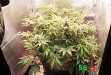 56-4.jpg