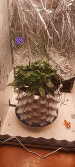 IMG_20251117_213612_632.jpg