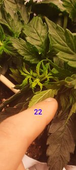 IMG_20251117_213616_096.jpg