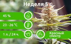 week-5__ibAxWwn3HtCFY7CK.jpg