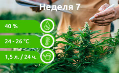 week-7__PP0RBraMbYRbeJc2.jpg
