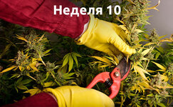 week-10__IA49gRAb0hm6DbGo.jpg