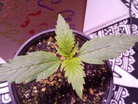 IMG_20251119_072309.jpg