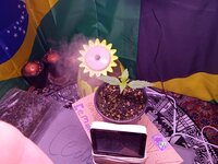 IMG_20251119_072519.jpg