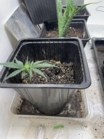 IMG_1655.jpeg