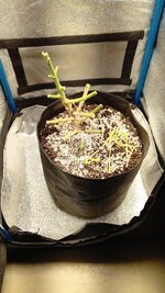 1763716330689.jpg