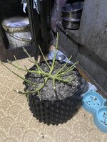 IMG_1629.jpeg