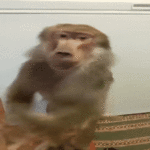 sticker.gif