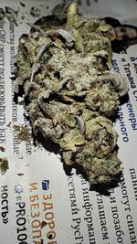 IMG_20251124_191416.jpg