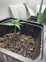 IMG_1761.jpeg