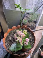 IMG_1768.jpeg