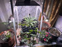IMG_1767.jpeg