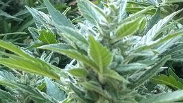 IMG_20251026_160106.jpg