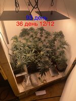 IMG_1782.jpeg