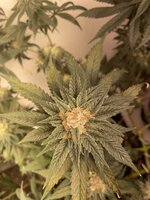 IMG_1814.jpeg