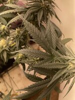 IMG_1813.jpeg