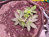 IMG_20251205_060414.jpg
