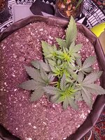 IMG_20251207_060656.jpg