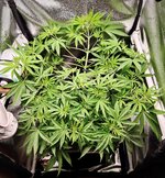 Day 38 (9.12).jpg