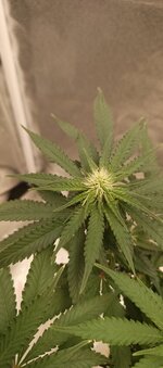 IMG_20251209_201748_408.jpg