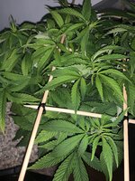 IMG_9327.jpeg