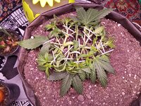 IMG_20251210_063218.jpg