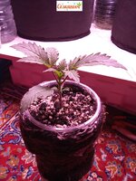 IMG_20250220_042303.jpg