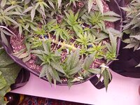 IMG_20250313_060942.jpg