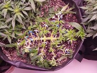 IMG_20250313_064119.jpg