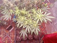 IMG_20250417_080952.jpg